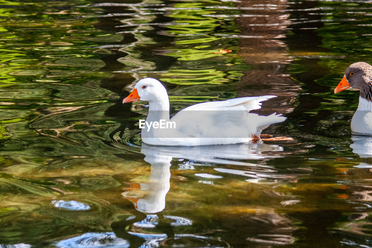 SWAN SWIMMING IN A LAKE