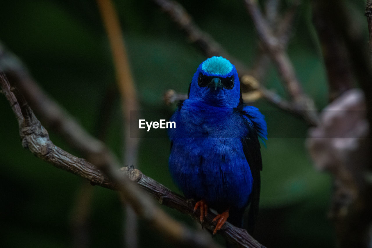 Close-up of blue bird perching on branch