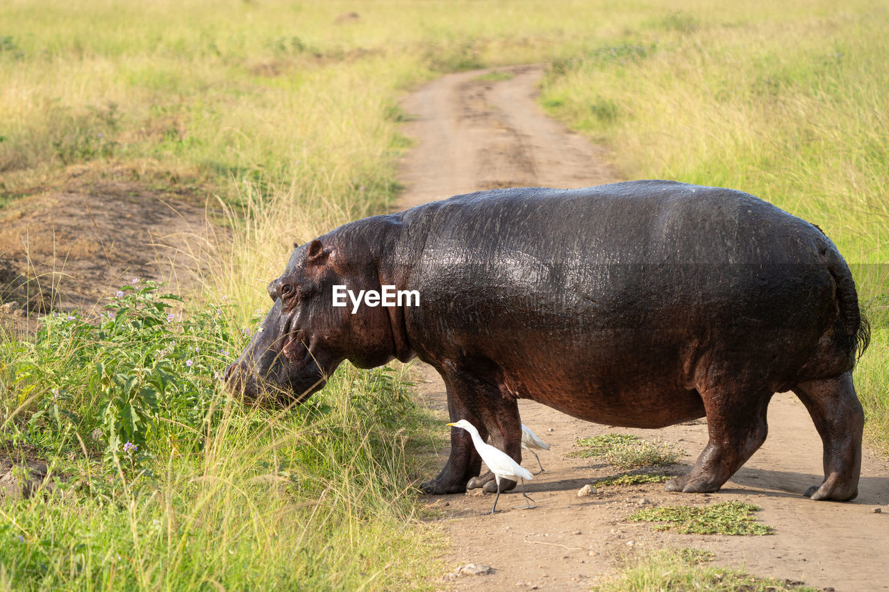 Hippo, hippopotamus amphibius, national parks of uganda