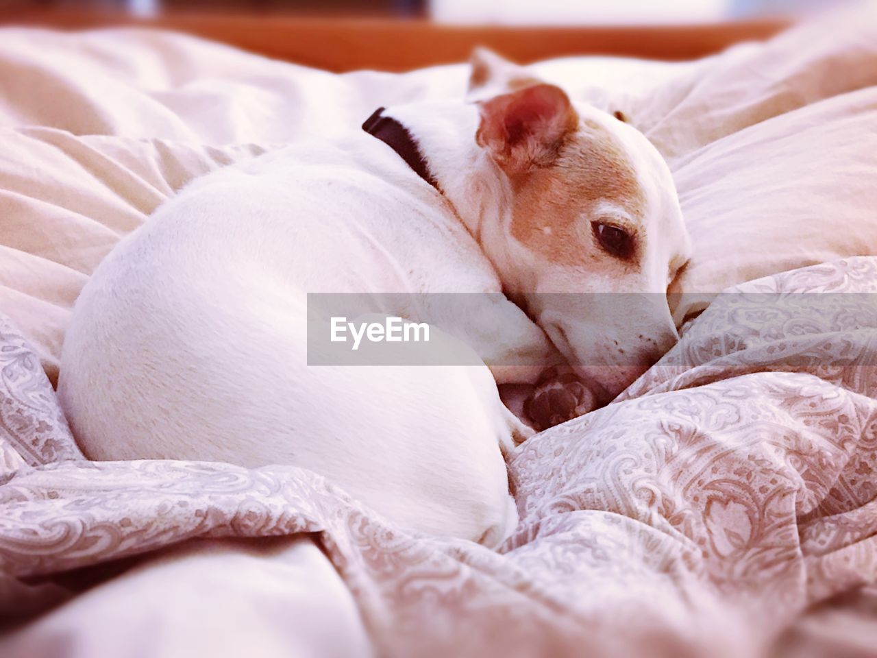 CLOSE-UP OF DOG IN BED