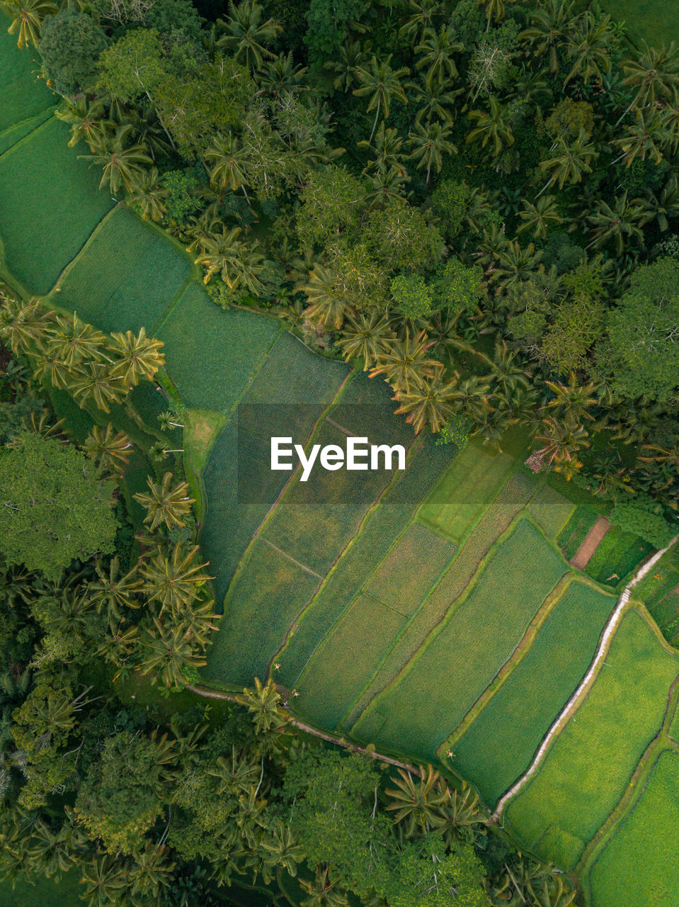 HIGH ANGLE VIEW OF AGRICULTURAL LAND