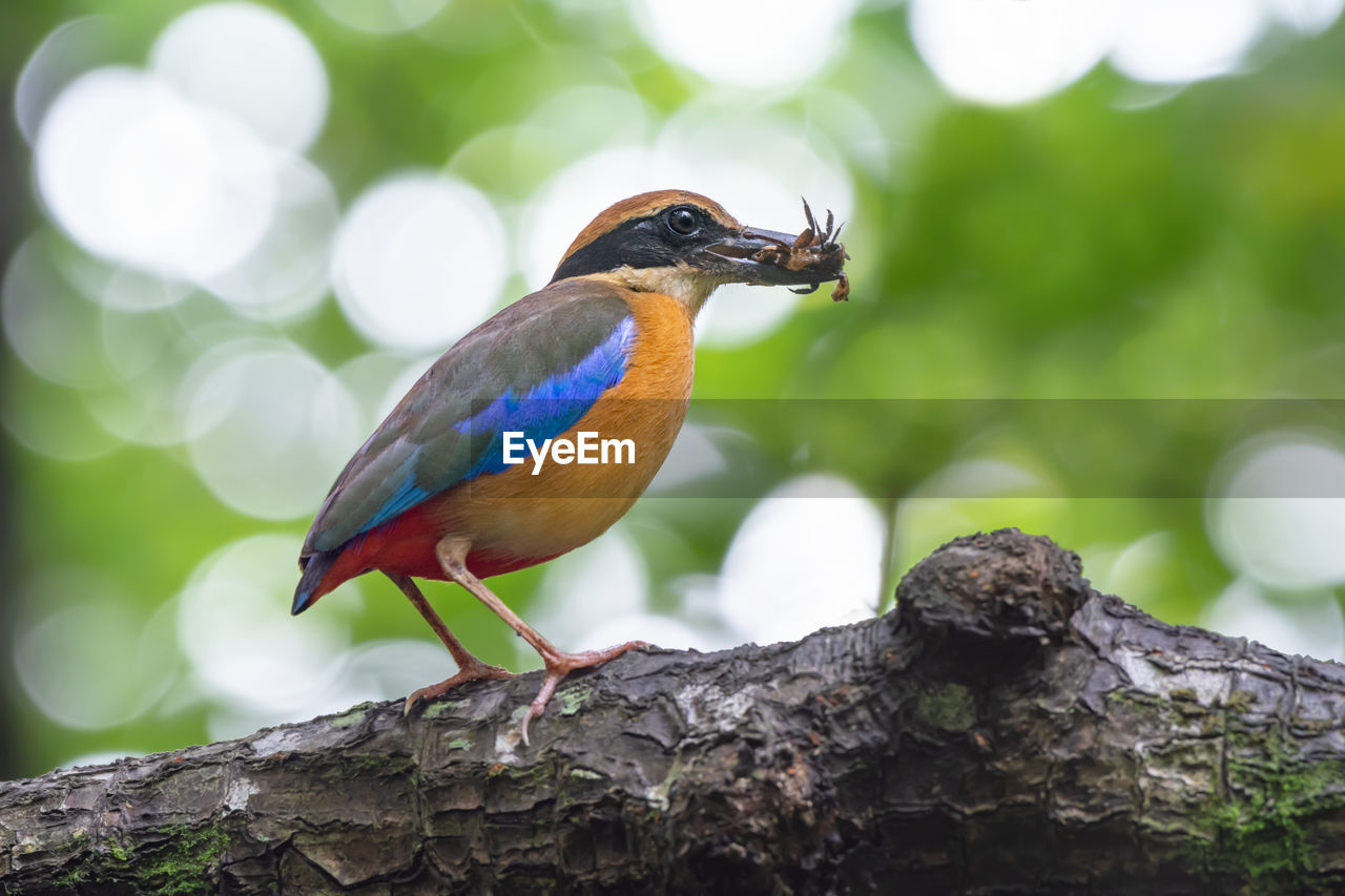 Low angle view of bird eating insect while perching on tree trunk