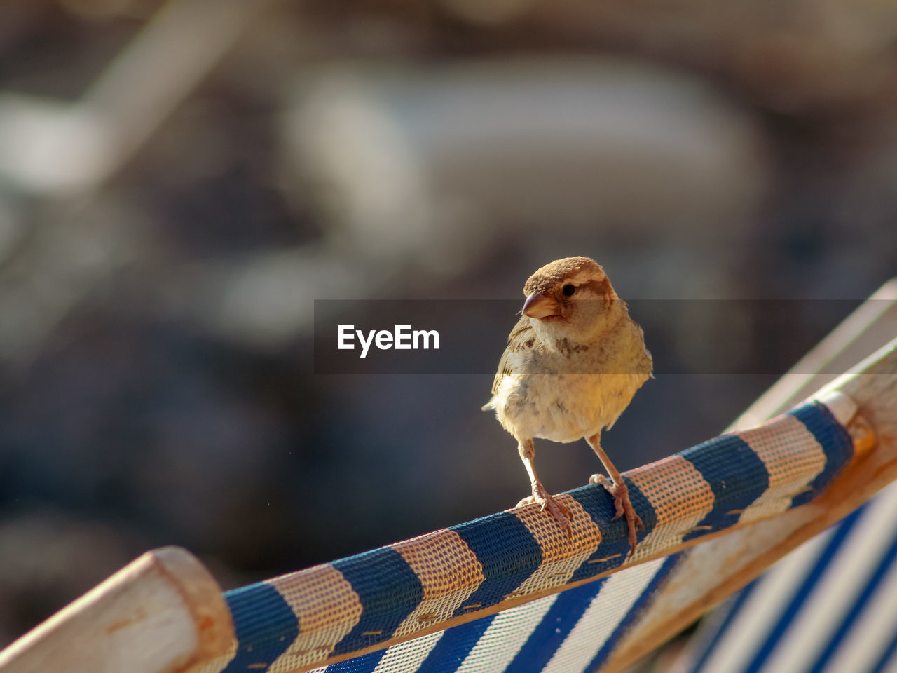 Close-up of bird perching on wood