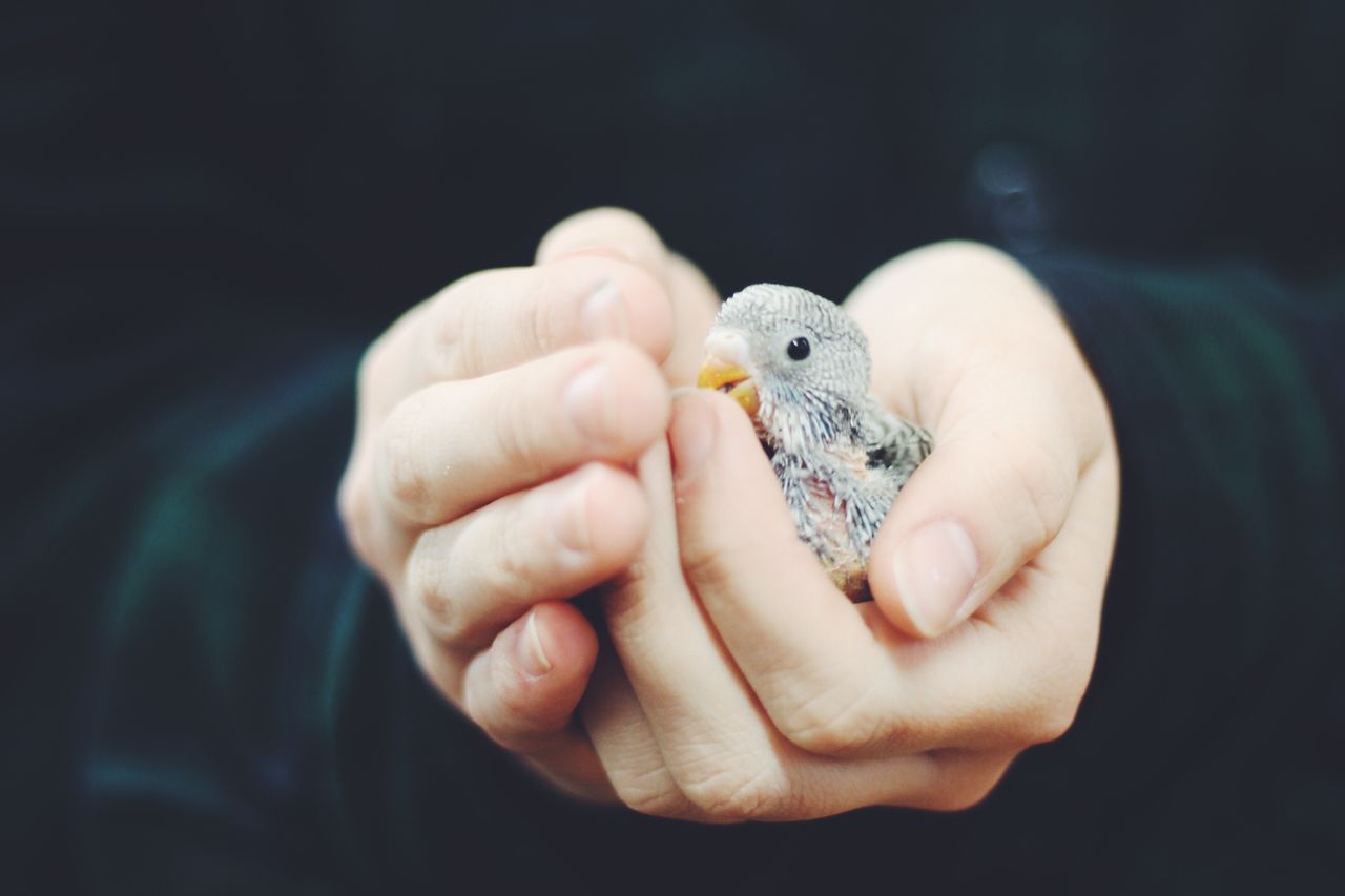 Close-up of hands holding young bird