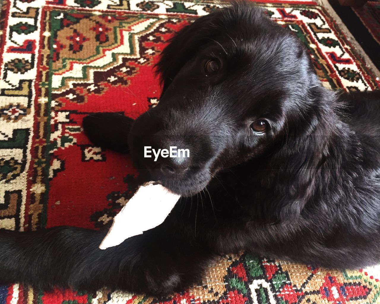 Close-up portrait of black dog lying on carpet