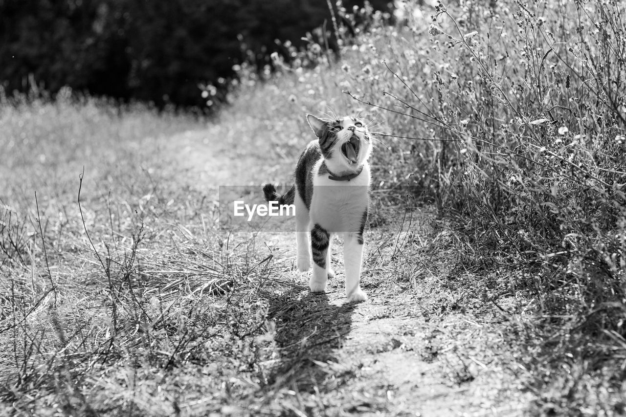 Cat standing on dirt road at field