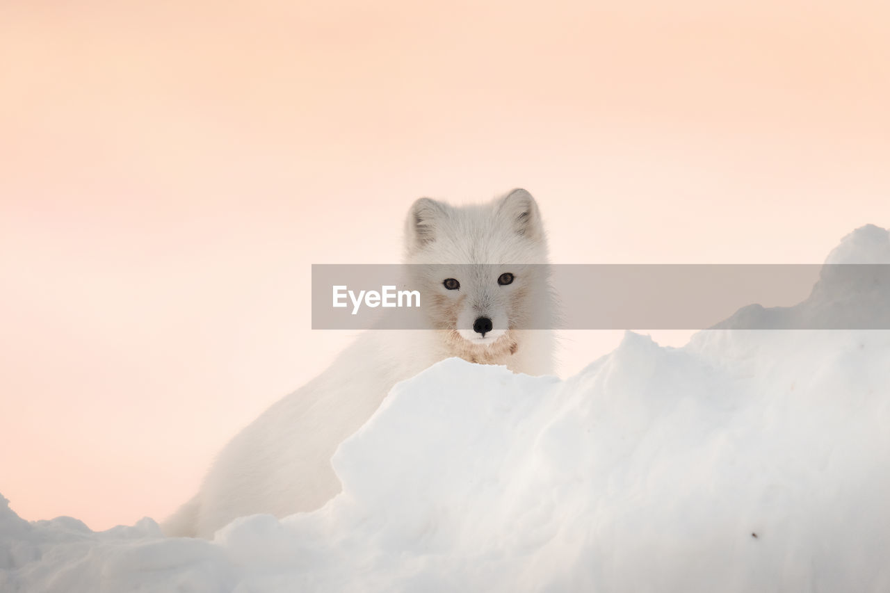 An arctic fox stands in the snow and looks into the frame against the backdrop of the sunset sky. 