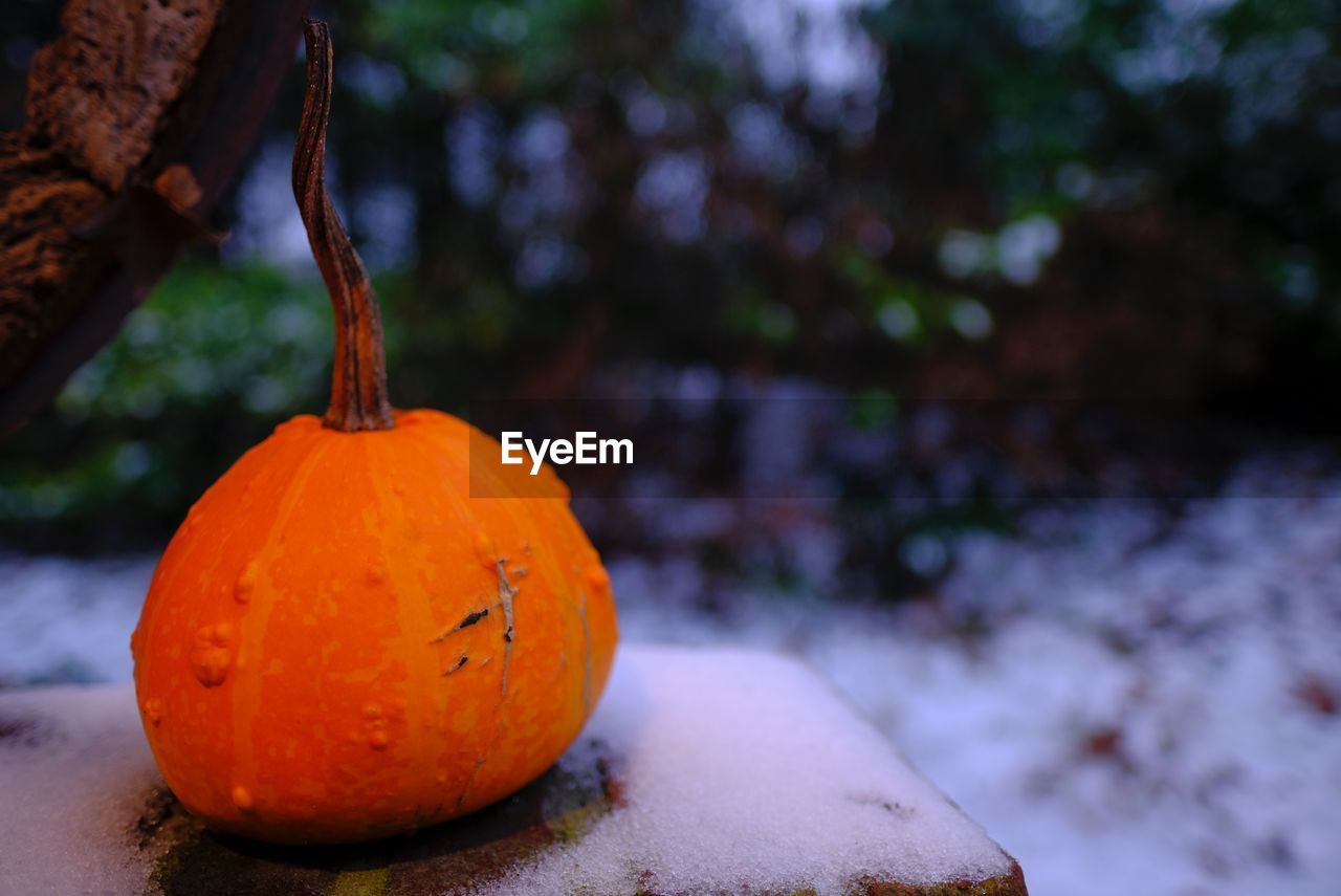 Pumpkin on snowy ground