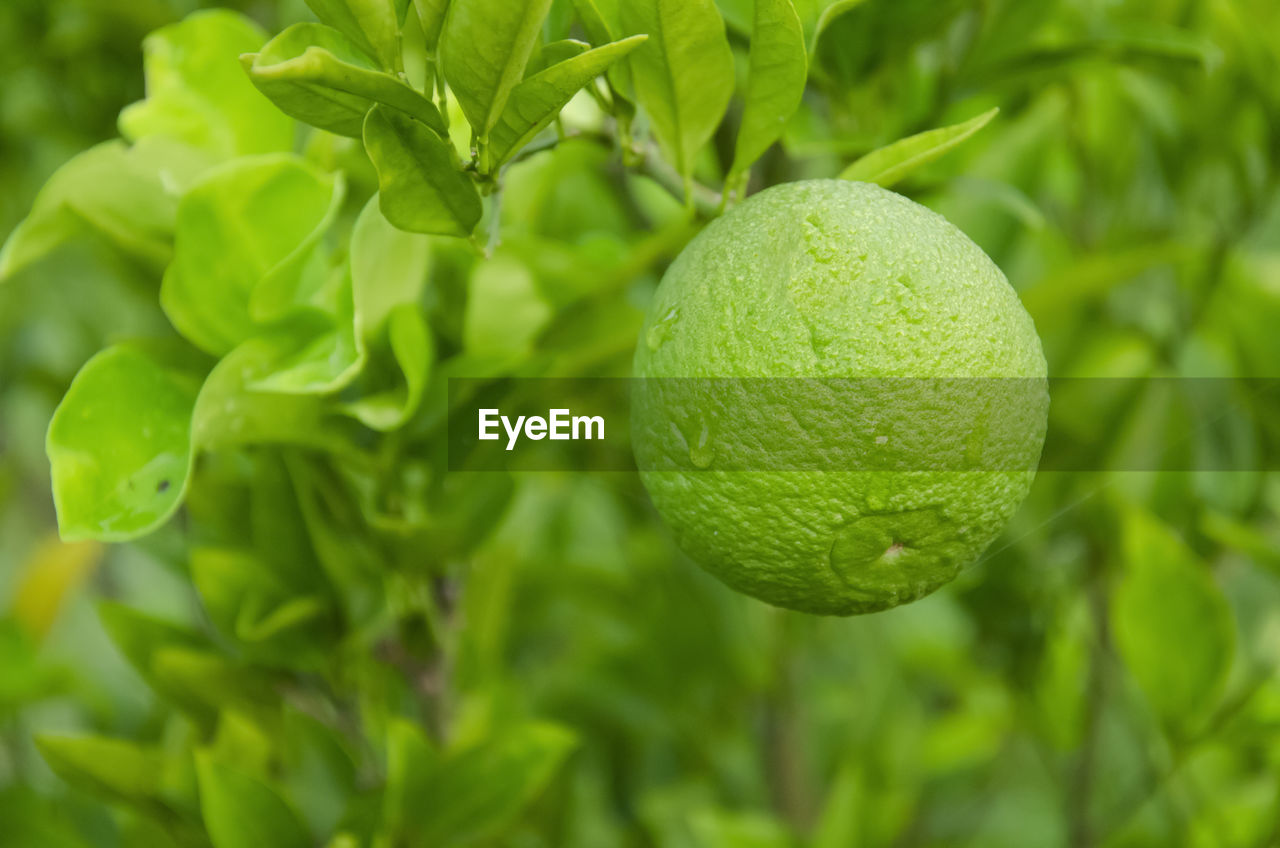Green mosambi or sweet lime with green leaves in the garden with blur background in landscape.	