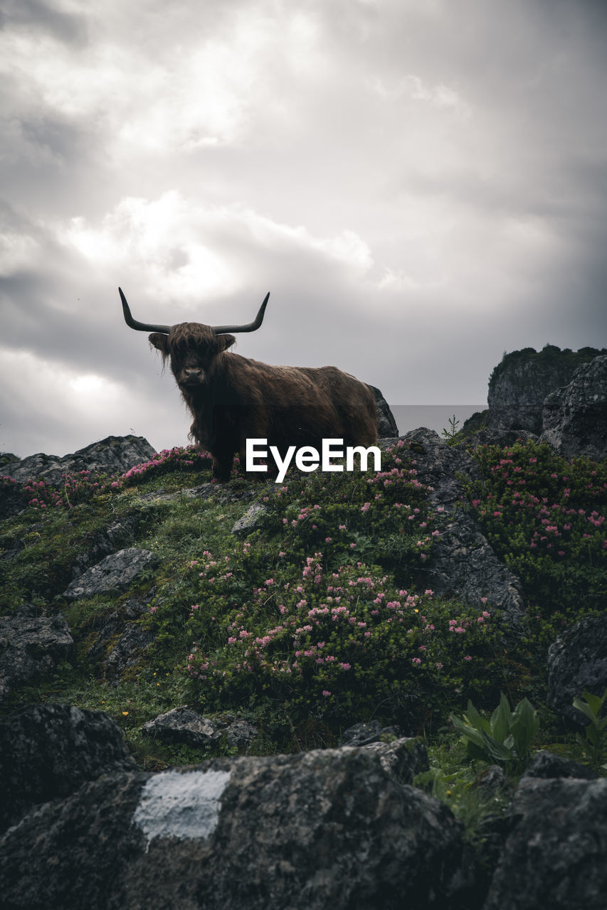 My favorite animal 