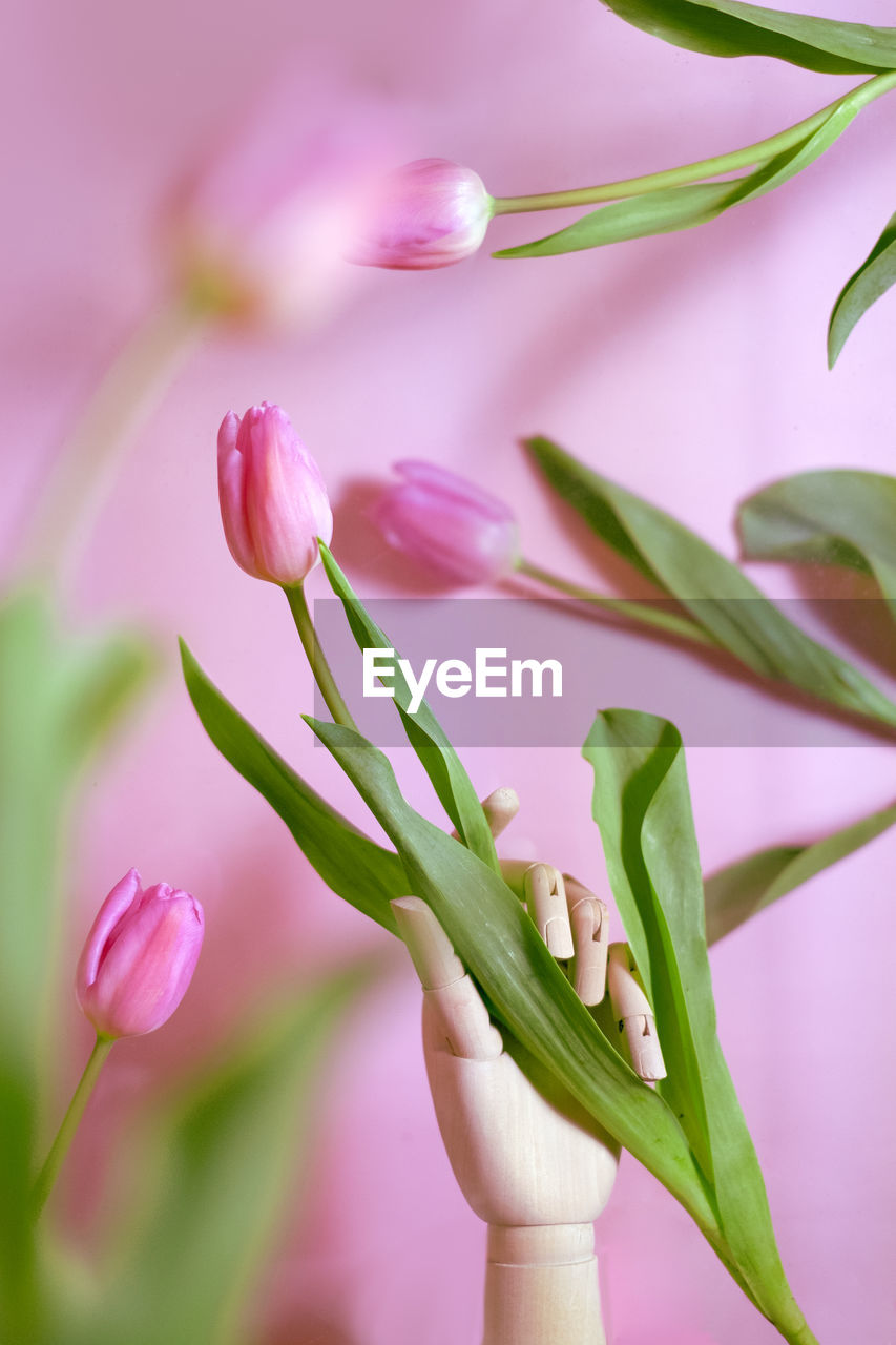 Close-up of pink flowering plant