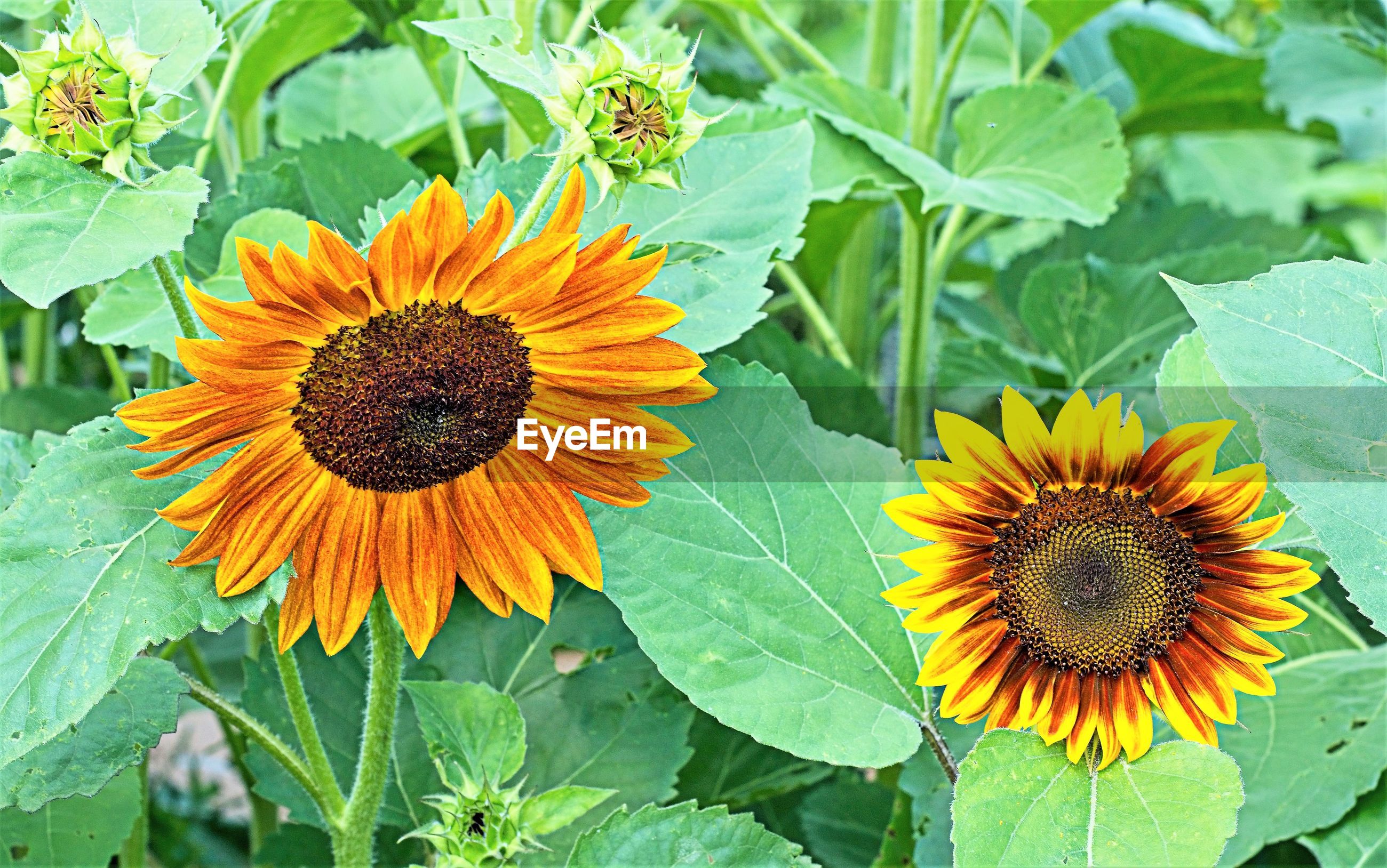 Closeup of sunflower on plant at night ID 126704297