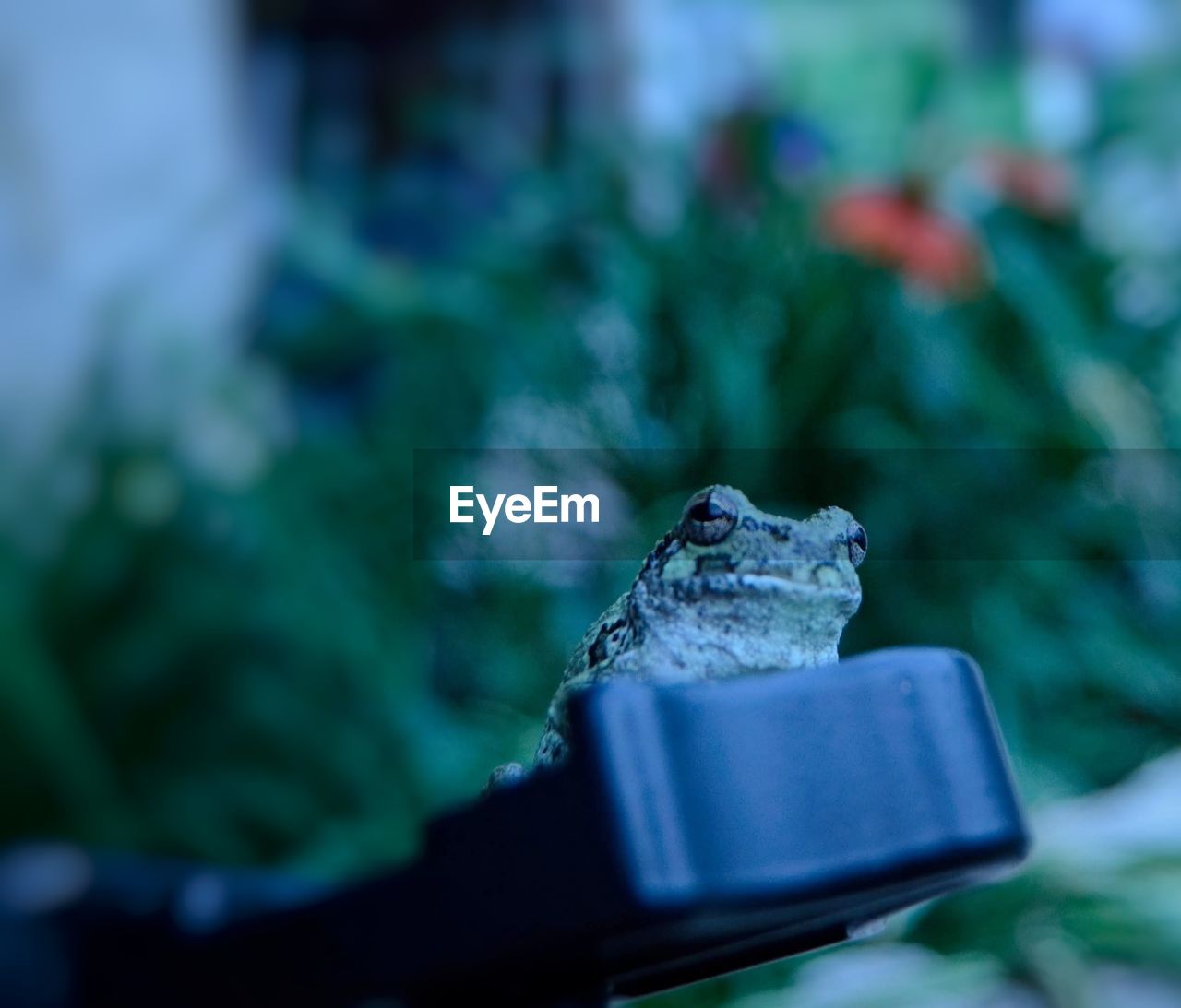 Frog on a tripod 
