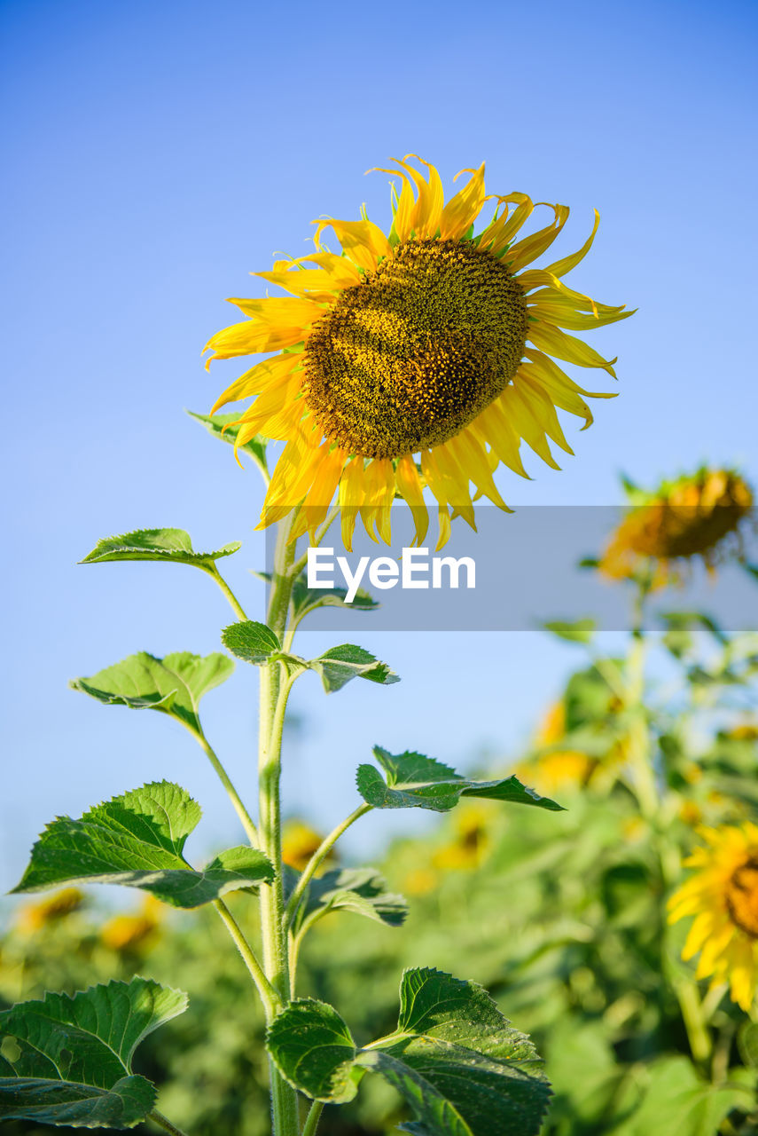 CLOSE-UP OF SUNFLOWERS AGAINST CLEAR SKY