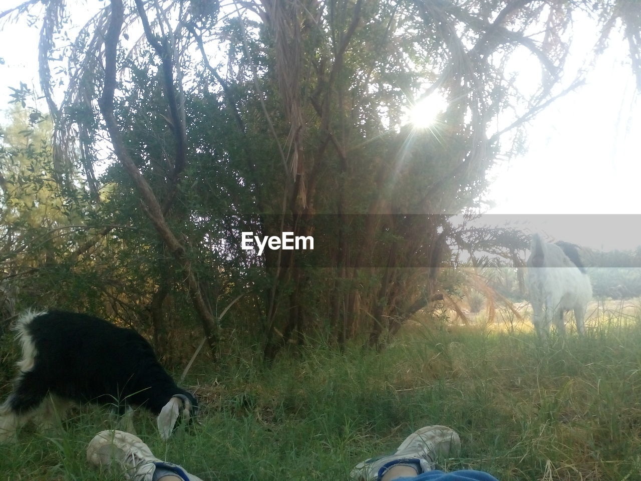Nature Animal Themes Tree Hello World Relaxing Eyeem