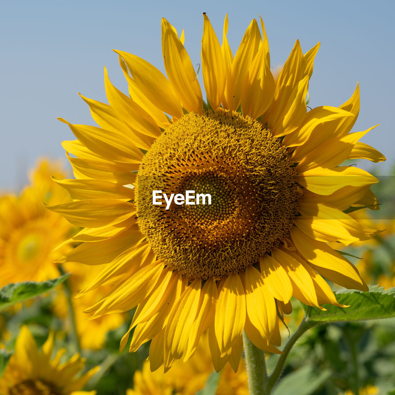 CLOSE-UP OF YELLOW SUNFLOWER ON FIELD