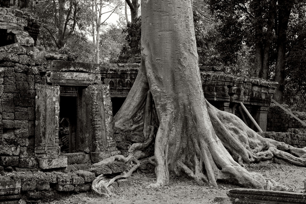 VIEW OF TREE TRUNKS IN FOREST