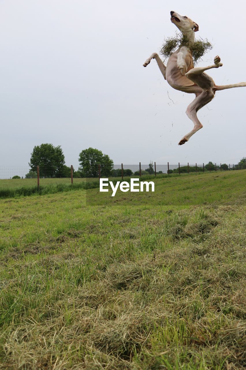 Dog jumping on field against sky