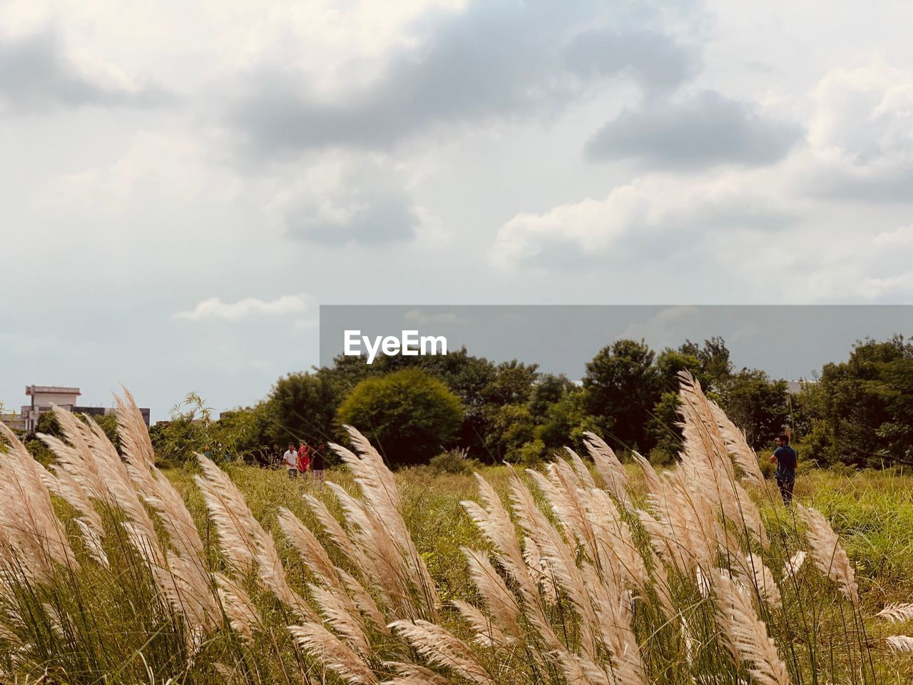 PLANTS ON FIELD AGAINST SKY
