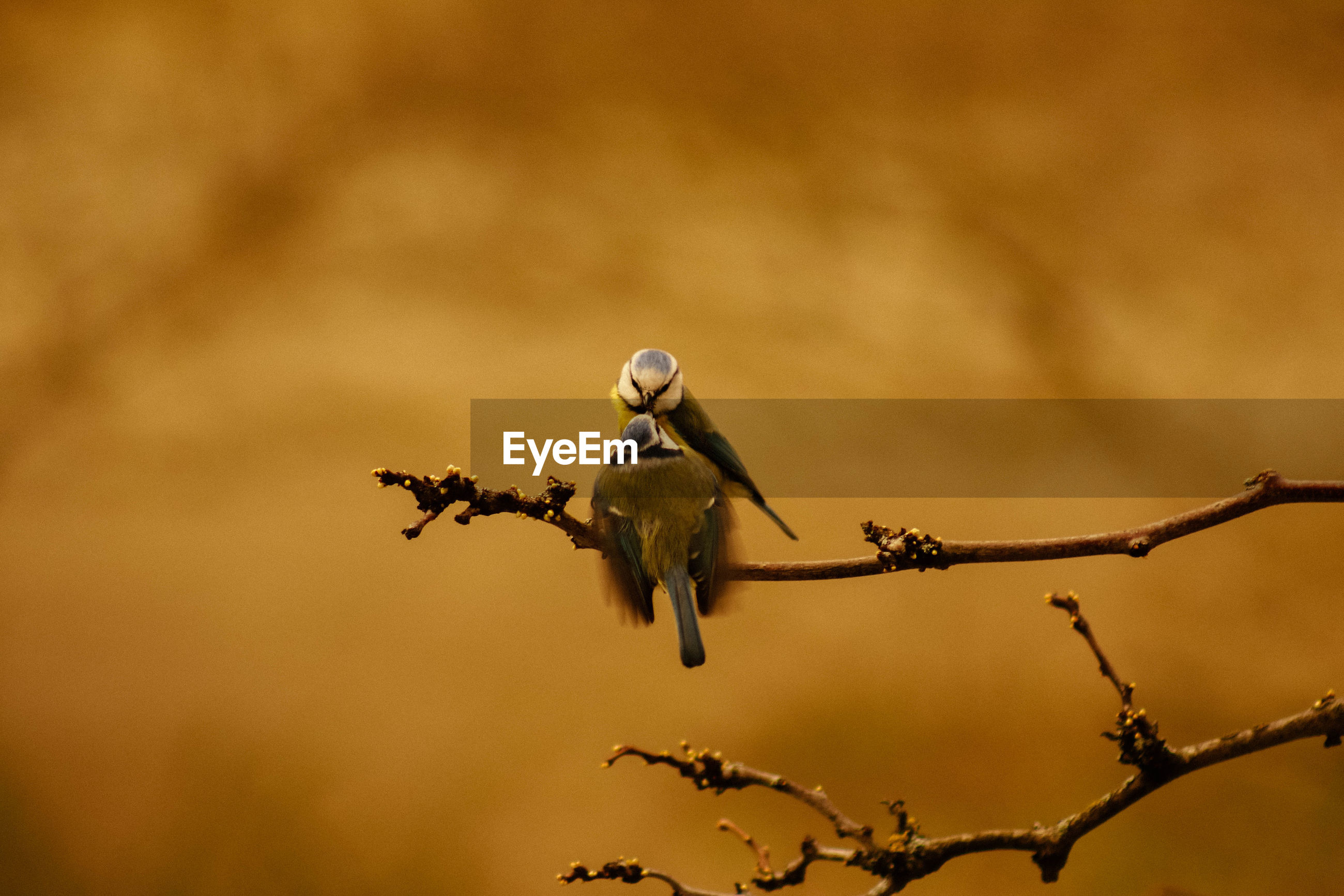 Bird perching on branch ID 139622256