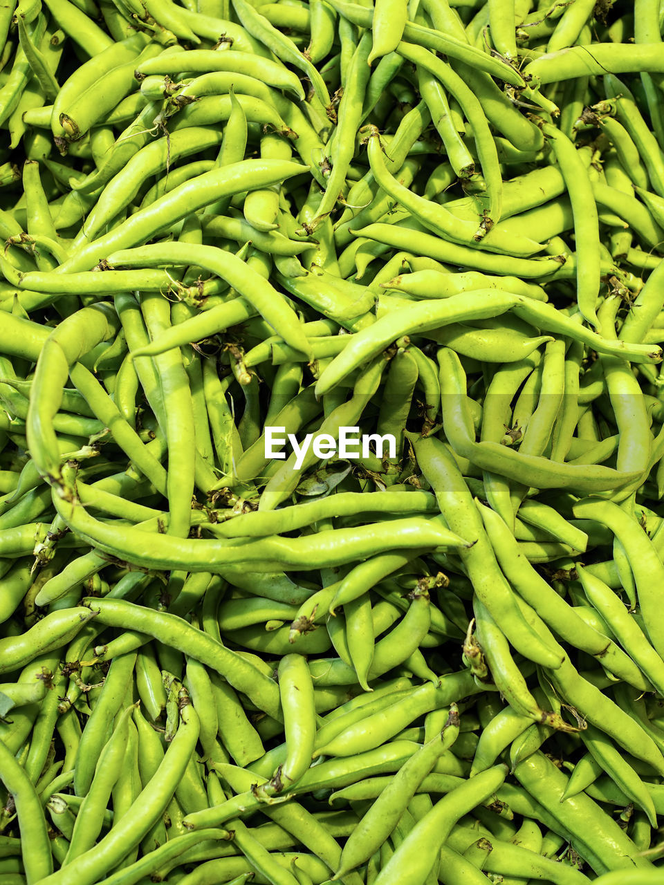 Fresh broad bean vegetable
