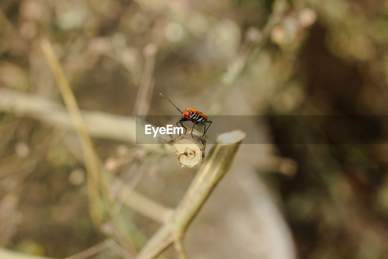 INSECT ON FLOWER