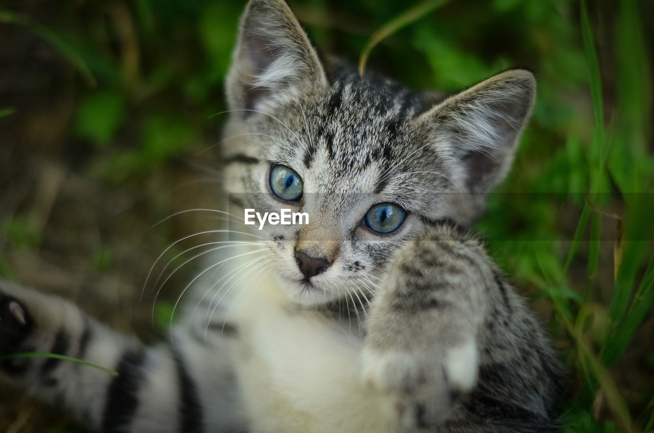 CLOSE-UP PORTRAIT OF A CAT