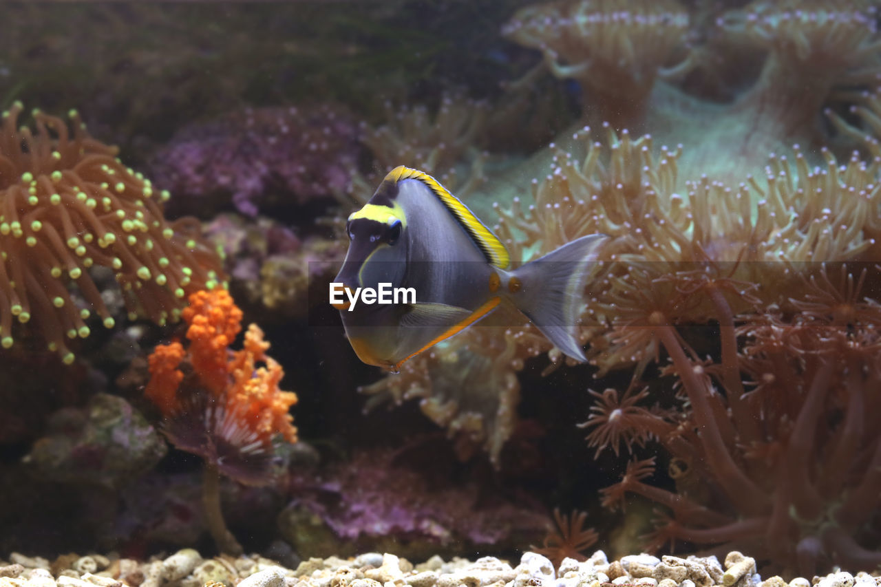 Fish swimming in sea