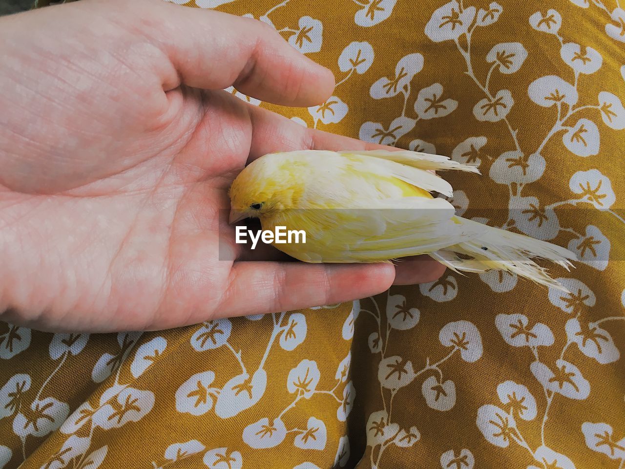 Cropped hand of person holding bird
