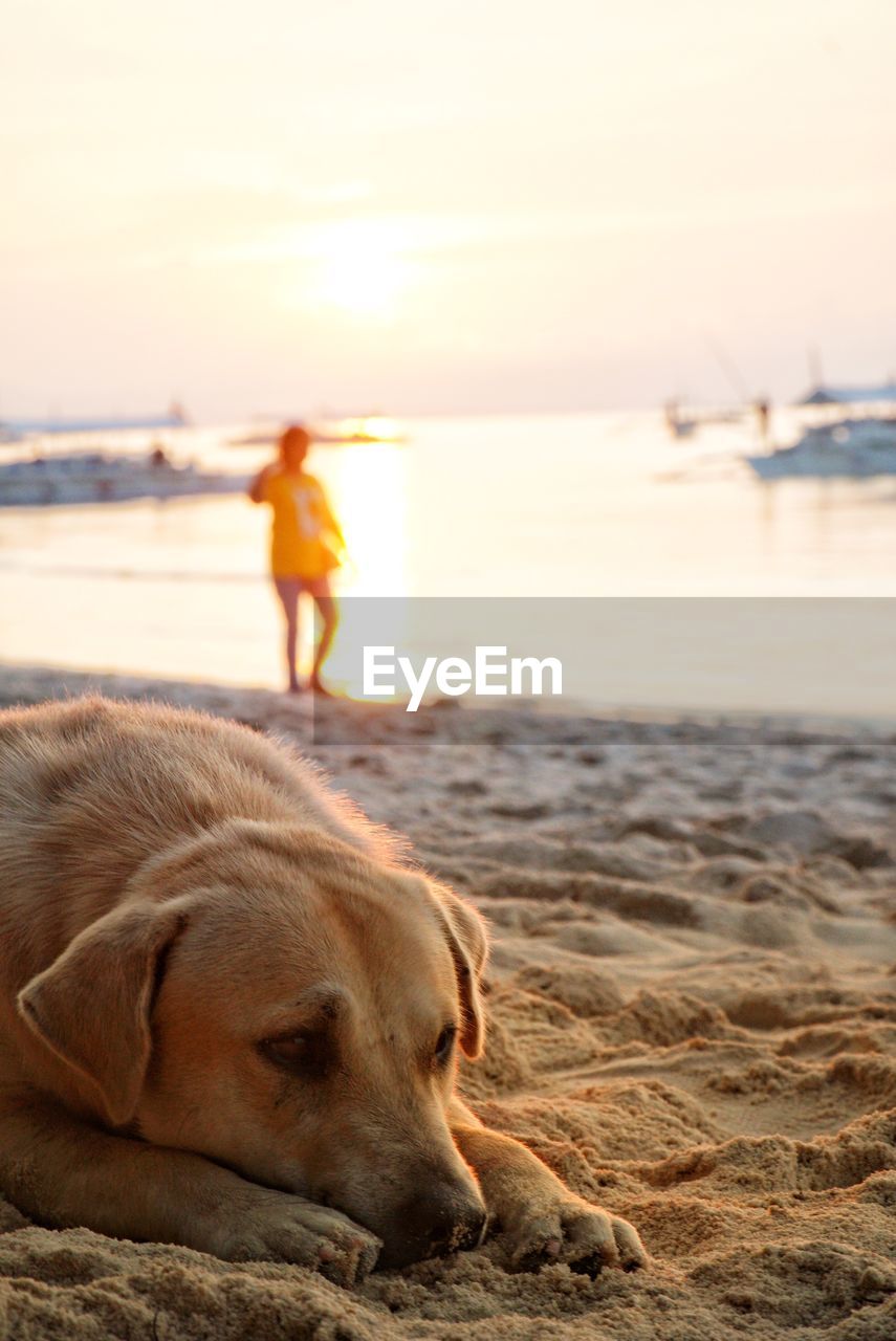 DOG RELAXING ON BEACH AT SUNSET