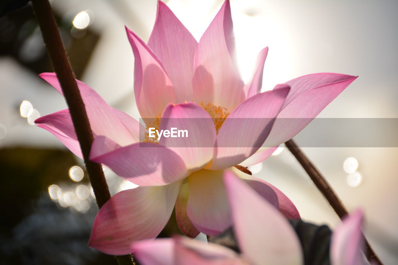 CLOSE-UP OF PINK LOTUS WATER LILY IN BLOOM