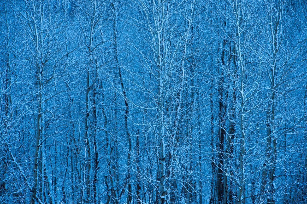 Snow covered bare trees in forest
