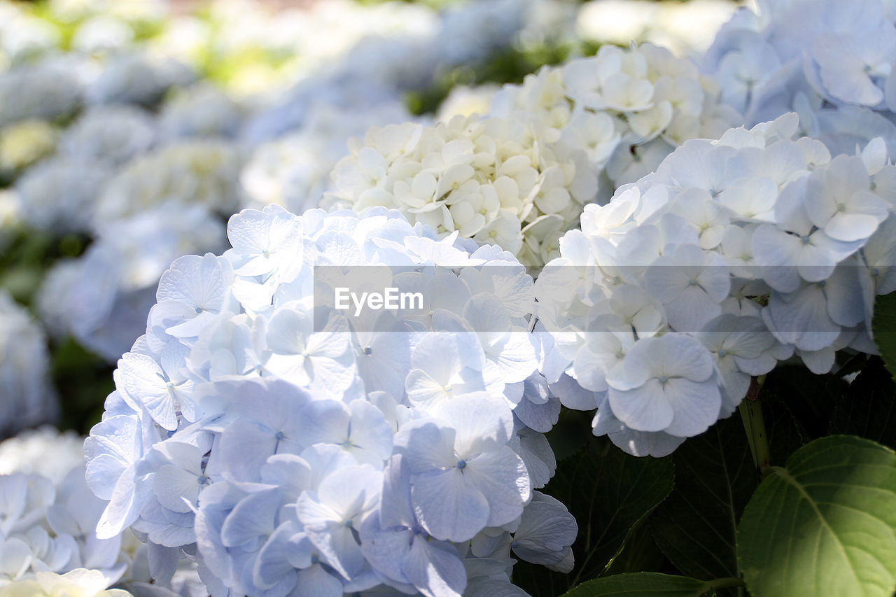 CLOSE-UP OF WHITE FLOWERS BLOOMING
