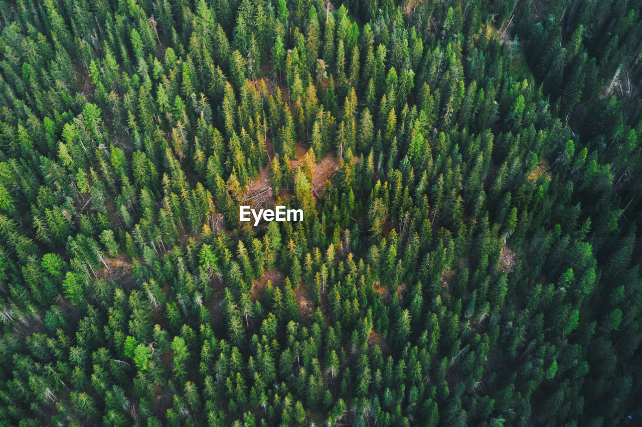 Full frame aerial shot of trees in forest on a steep mountain slope