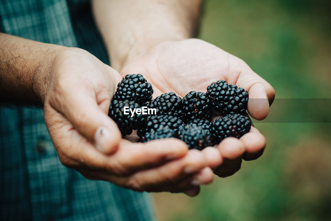 Cropped image of man holding blackberries