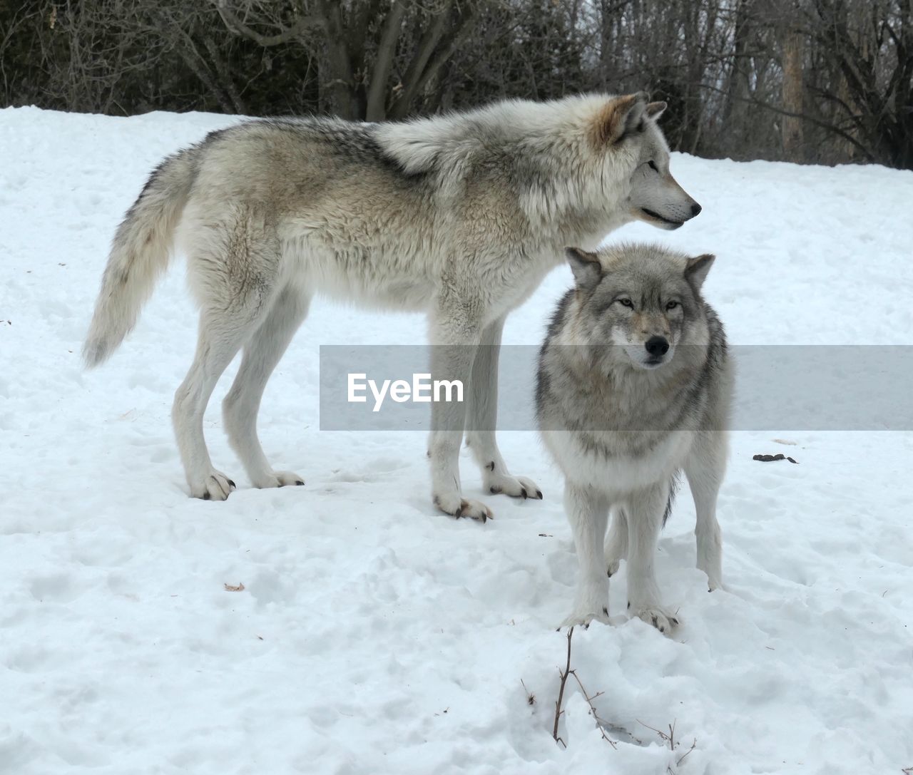Full length of tow wolves on snow covered land