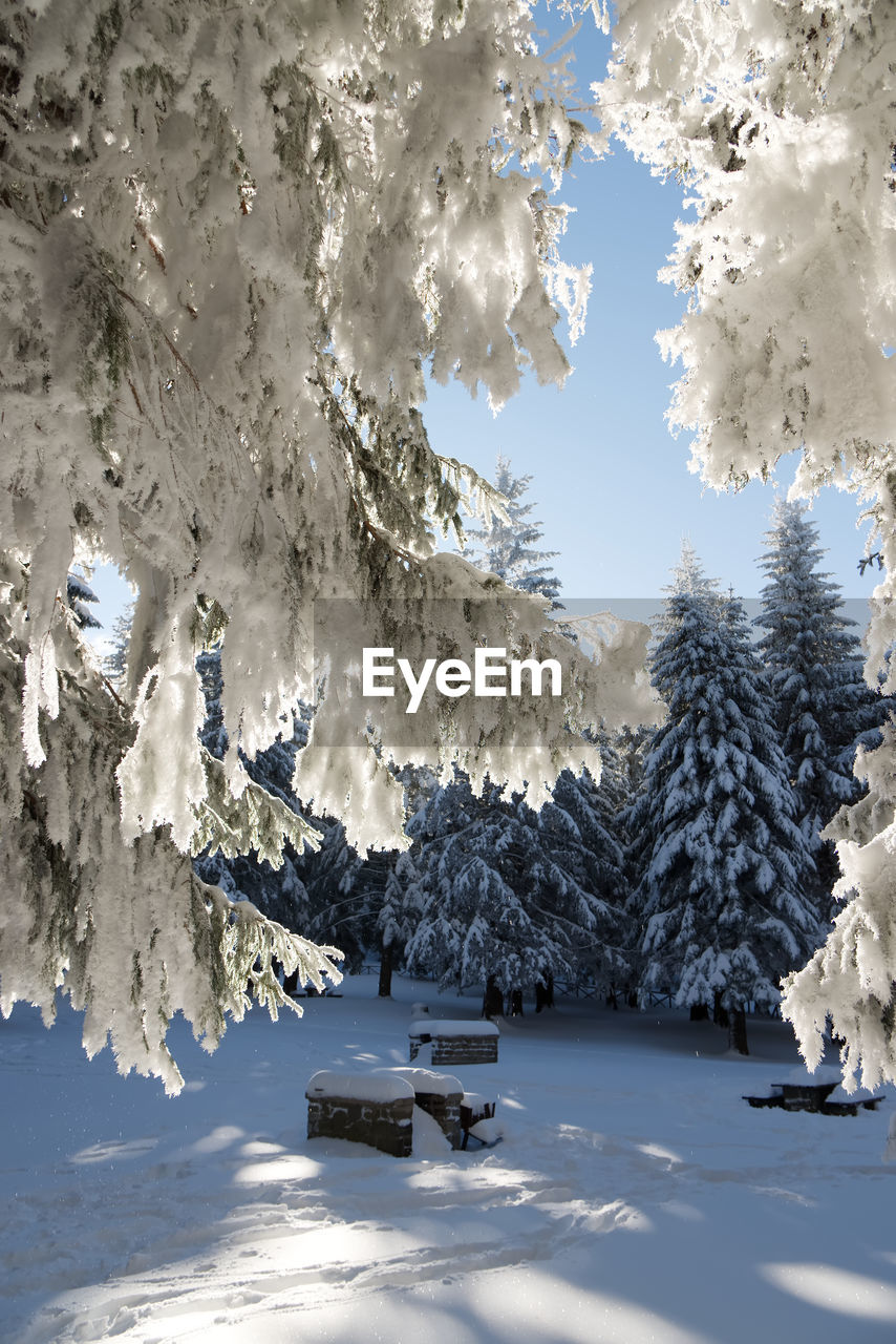 SNOW COVERED PLANTS AGAINST SKY