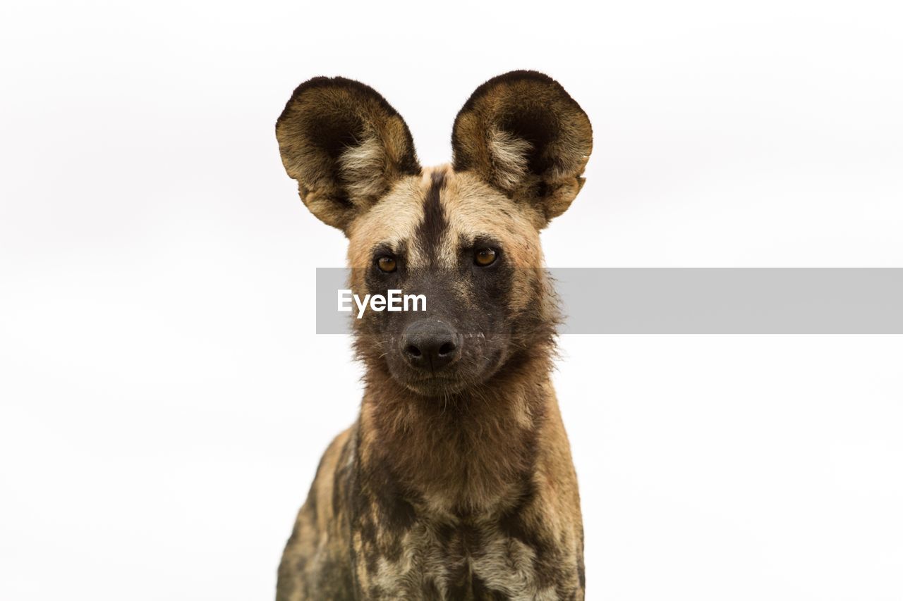 Portrait of hyena against white background