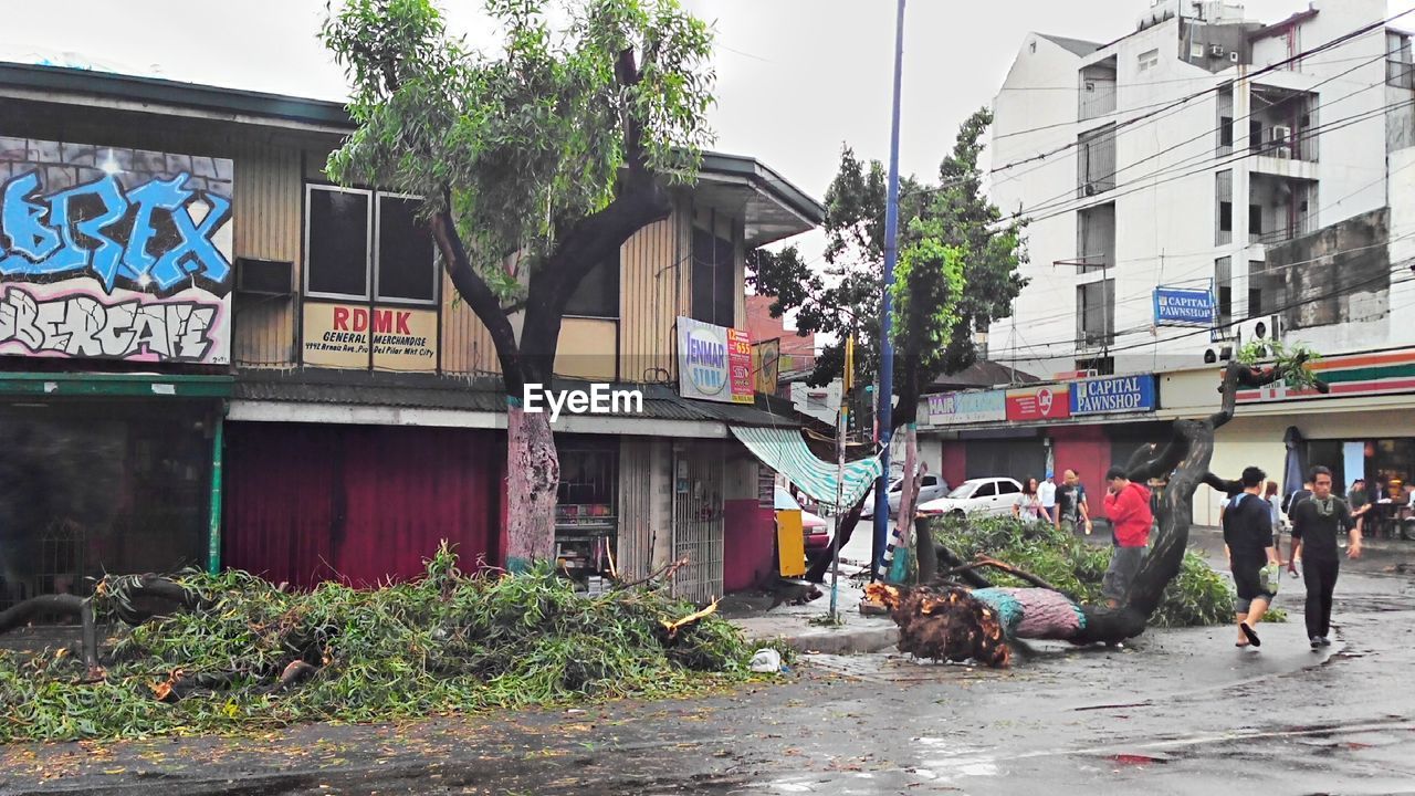 Fallen tree by road in city