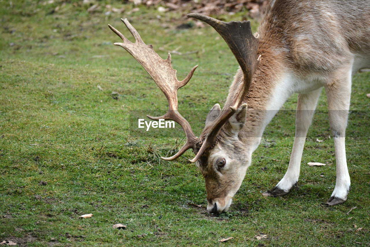 Deer in a field