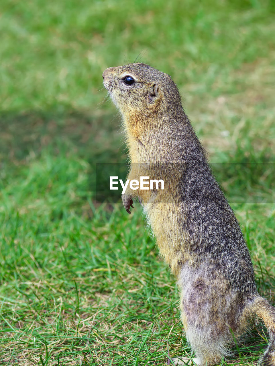 animal, animal themes, animal wildlife, one animal, wildlife, squirrel, mammal, grass, no people, rodent, nature, prairie dog, plant, whiskers, outdoors, full length, side view, day, focus on foreground, land, standing