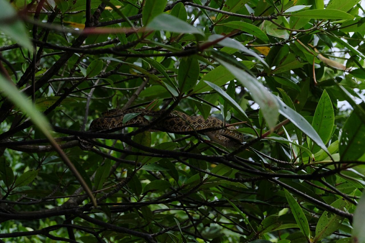 Low angle view of snake on branch