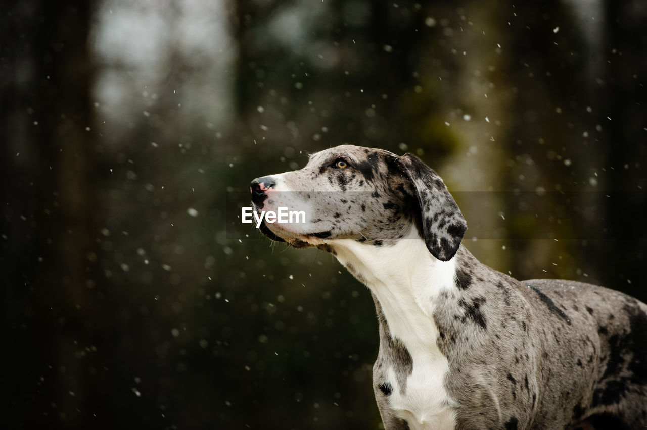 Great Dane Dog Dogs Great Dane Dog Winter Animal On Eyeem