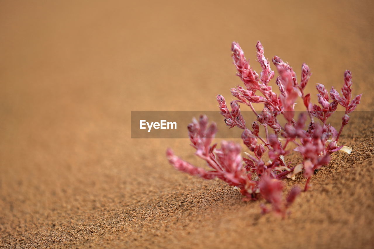 1156 small pinkish subbush growing in the sand-sumu barun jaran lake area. badain jaran desert-china