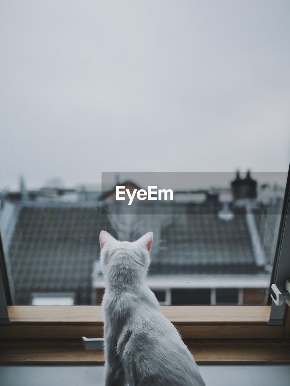 Rear view of cat looking through window at home