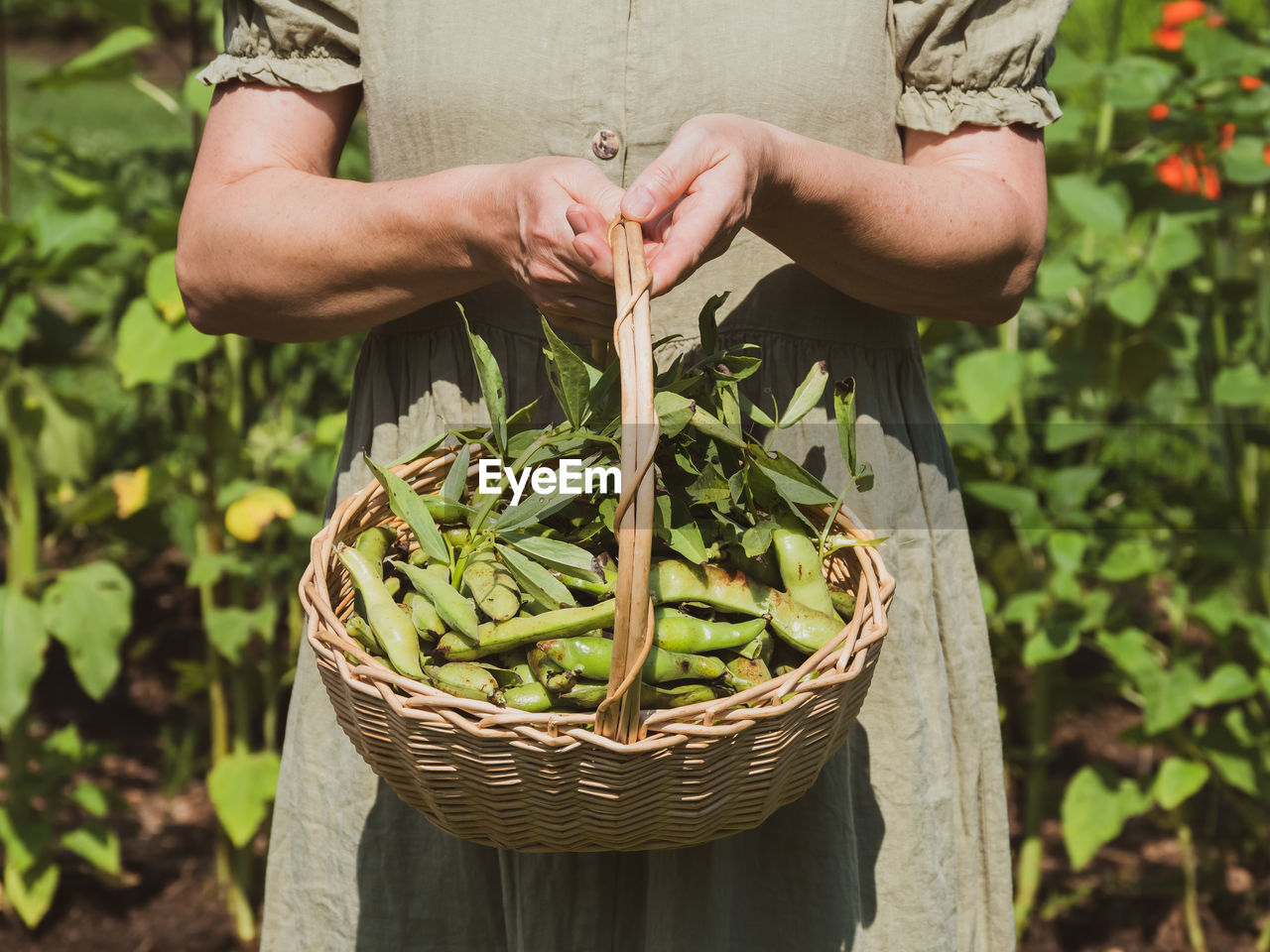 Woman is holding a basket with fava beans.