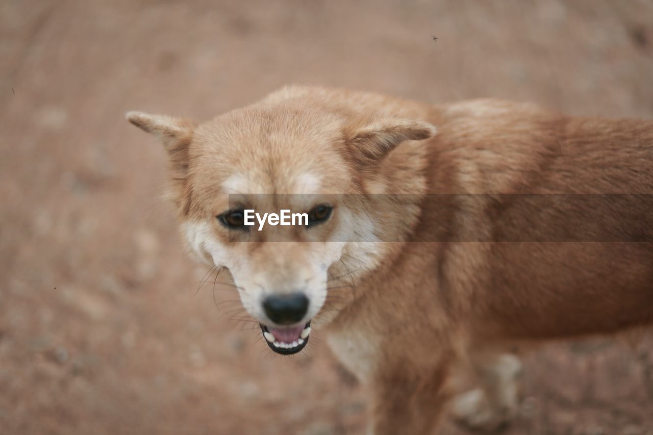 PORTRAIT OF DOG LYING ON GROUND