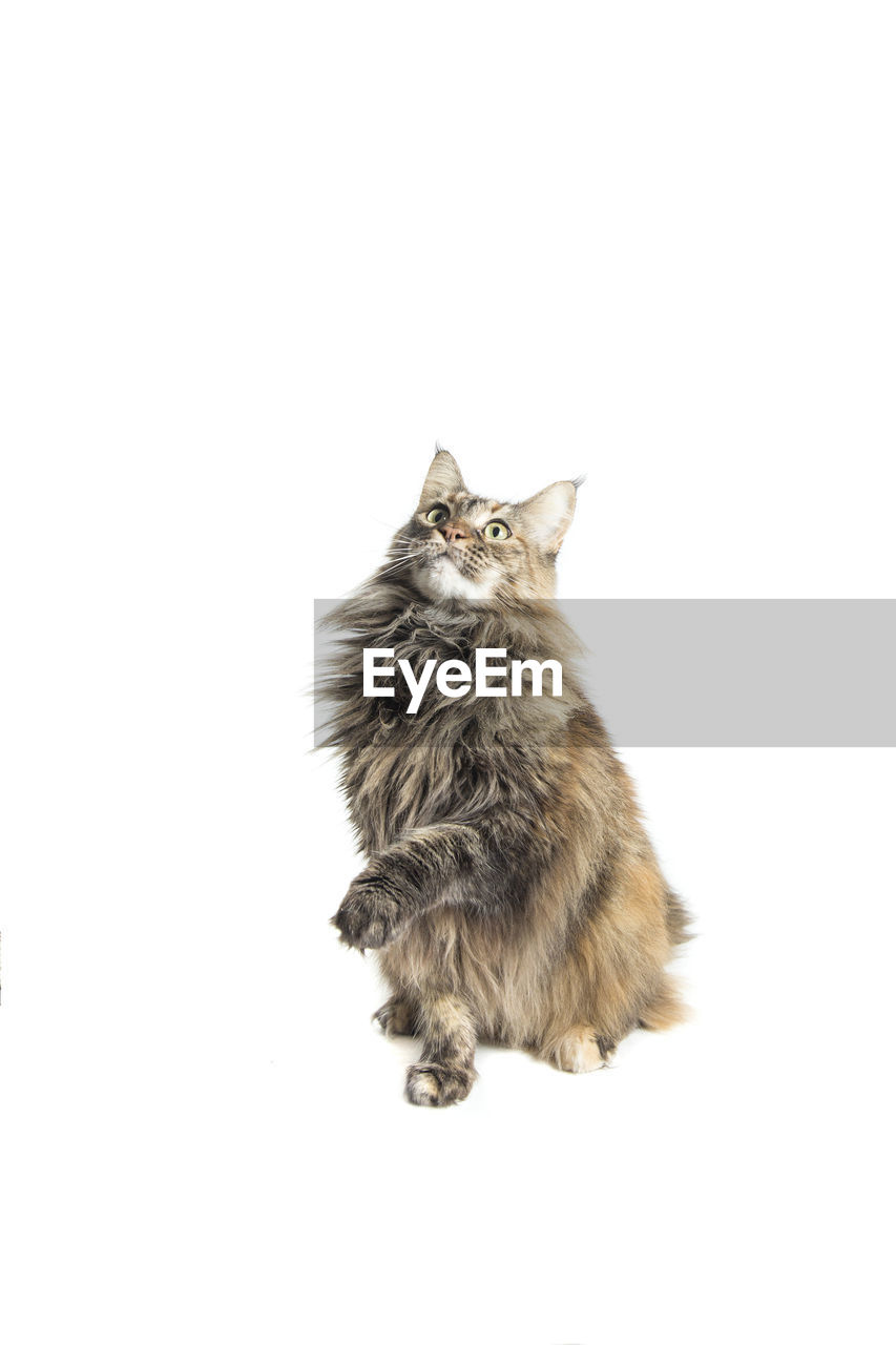 Domestic Mammal Cat Feline Animal Maine Coon Cat On Eyeem