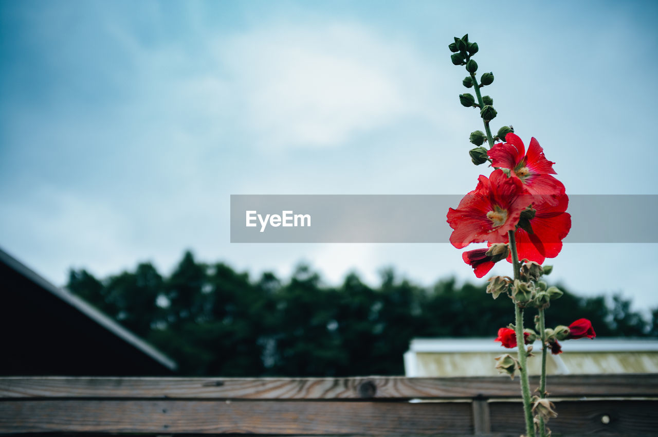 CLOSE-UP OF RED FLOWERING PLANTS AGAINST CLOUDY SKY