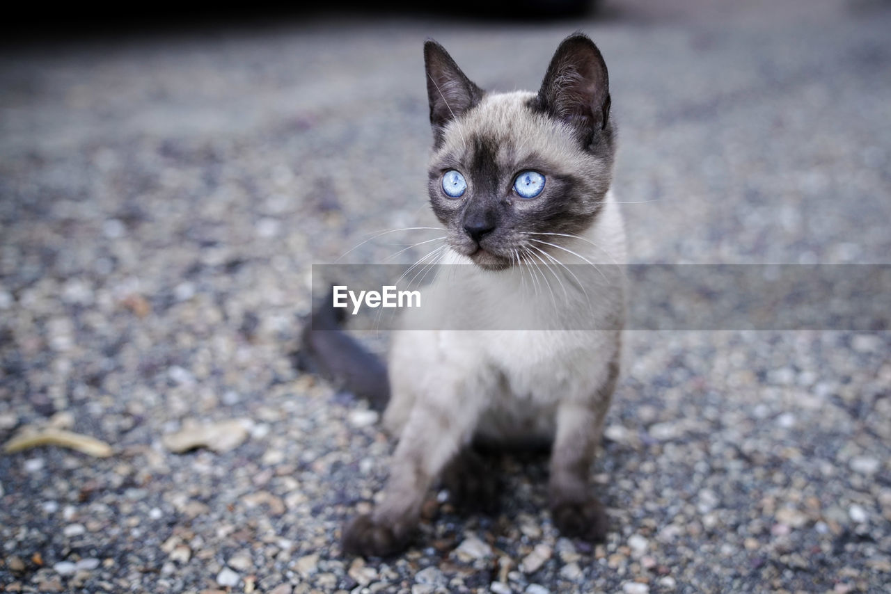 Blue Eyes Gato Moustache Animal Blue Blue Eyes Cat Eyeem